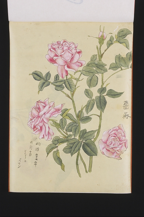 「薔薇」