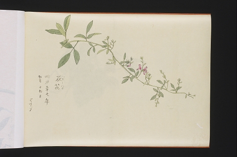 「萩花」