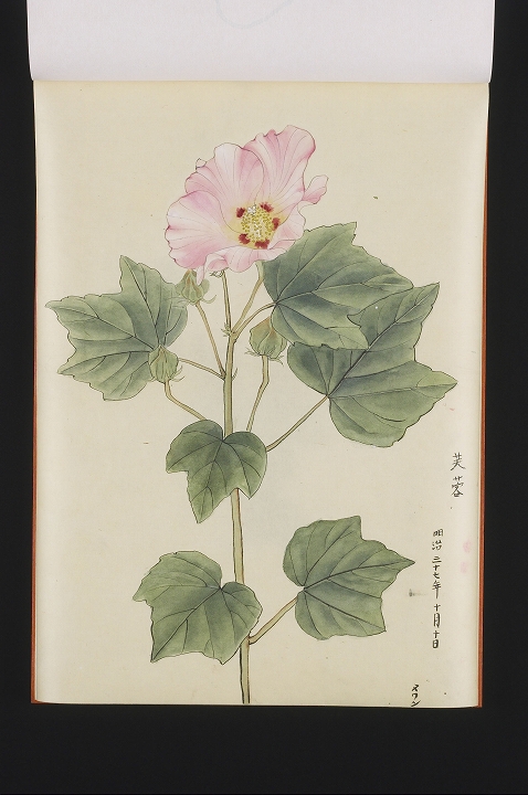 「芙蓉」