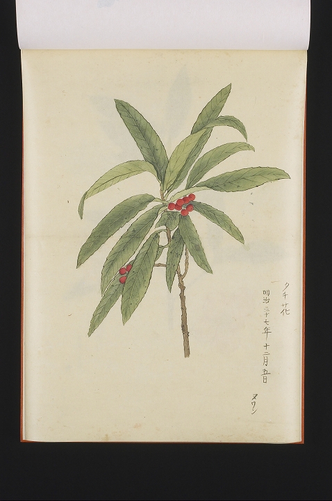 「タチ花」