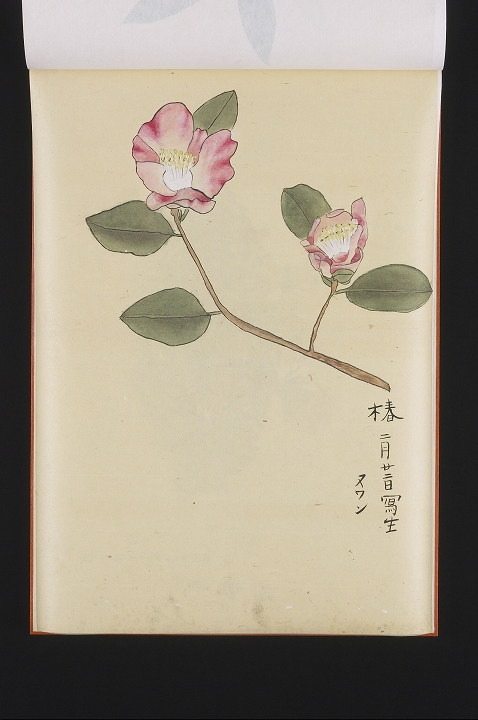 「椿」