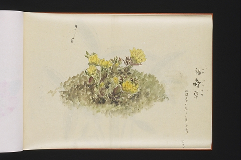 「福寿草」