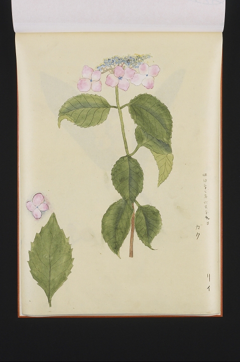 「ガク（アジサイ）」