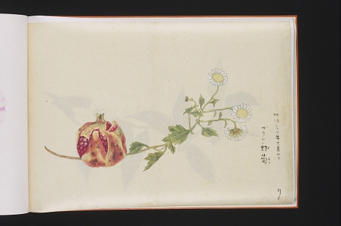 「ザクロニ野菊」