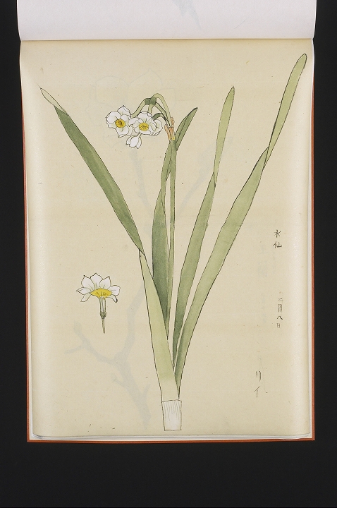 「水仙」