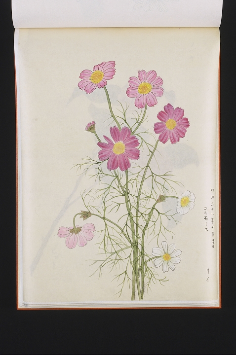 「コスモース」