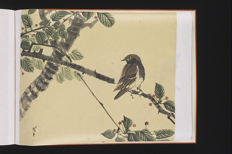 スズメとサクラ？