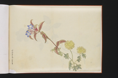 キキョウとキク