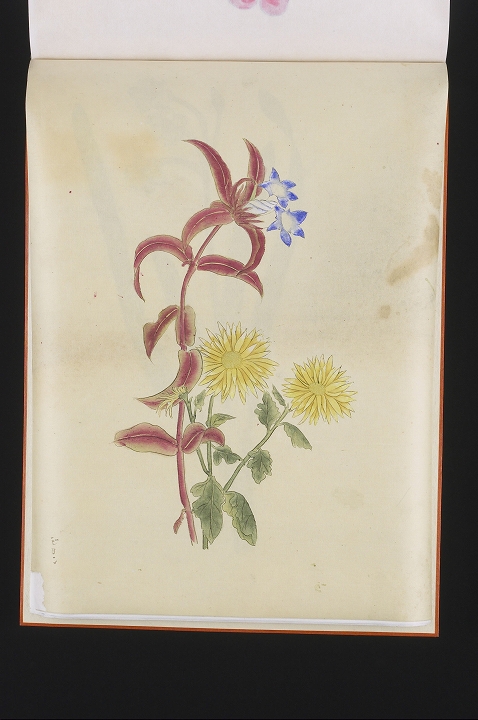 キキョウとキク