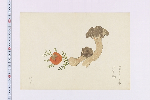 「松茸ニ柿」