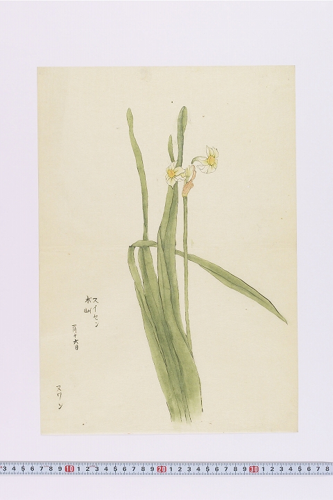 「水仙」
