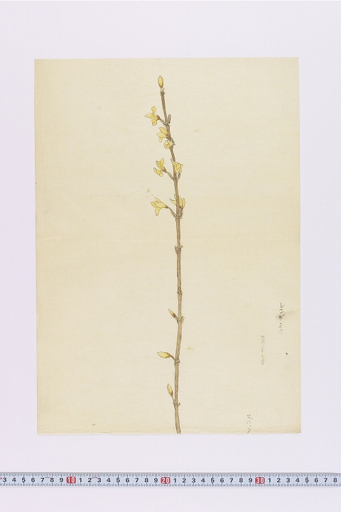 「レンギョウ」