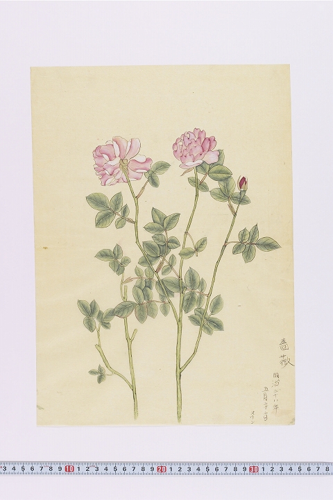 「薔薇」