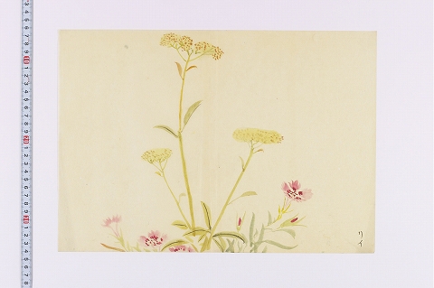 ナデシコとオミナエシ