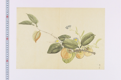 カキとノギク？