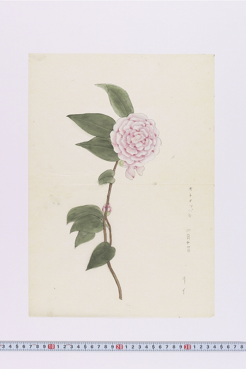 「オトメツバキ」