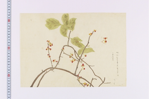 「ツルモドキ」