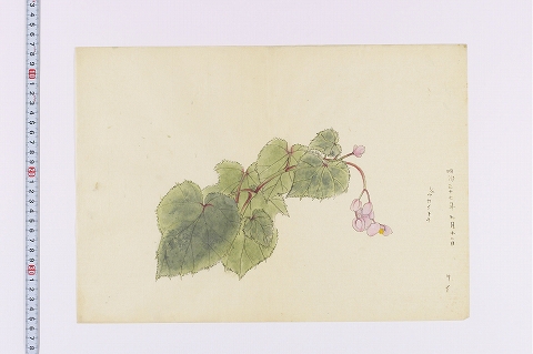 「シュウカイドウ」