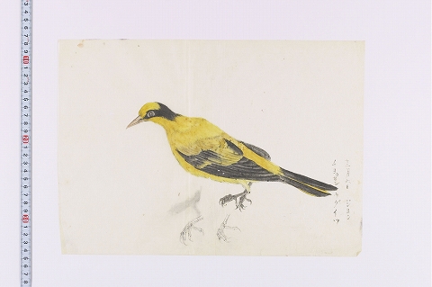 「チョウセンウグイツ」