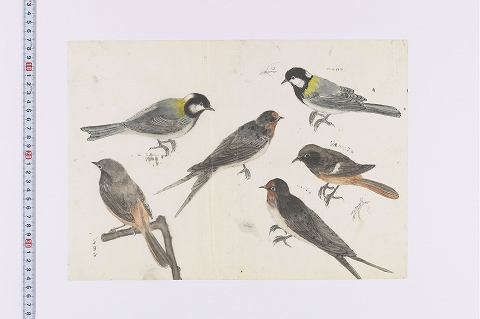 「シジュウカラ・ジョウビタキ・スズメ」