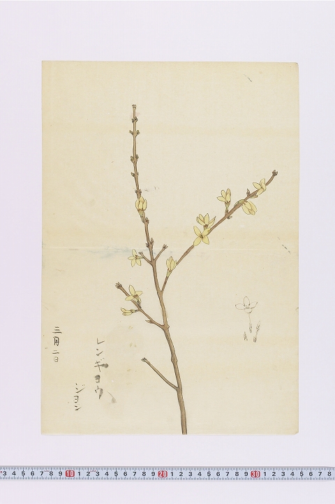 「レンギョウ」