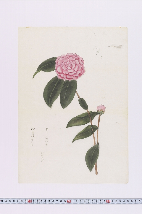 「オトメツバキ」