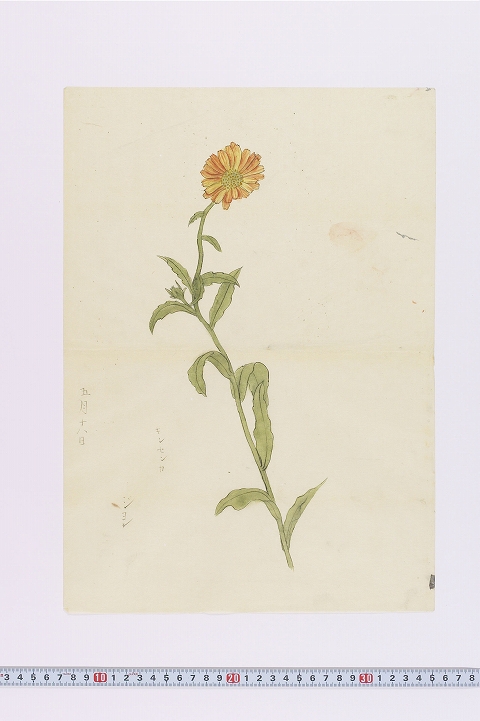 「キンセンカ」