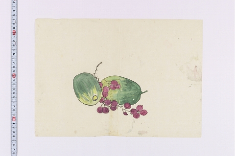 烏瓜とヤマブドウ？