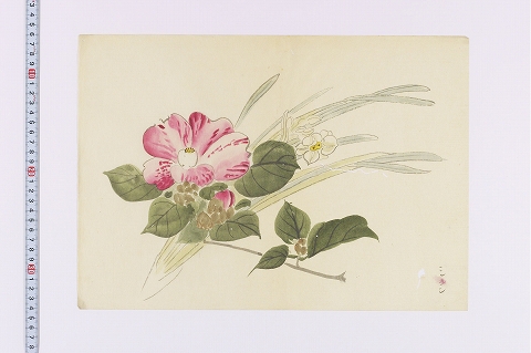 ツバキとスイセン