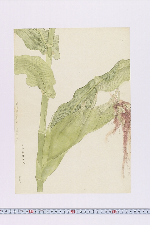 「トウモロコシ」