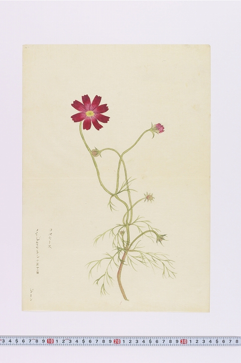 「コスモース」