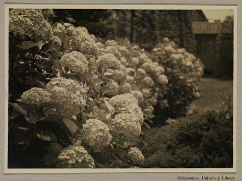 卒業記念写真帖（昭和16年3月、文科） 紫陽花