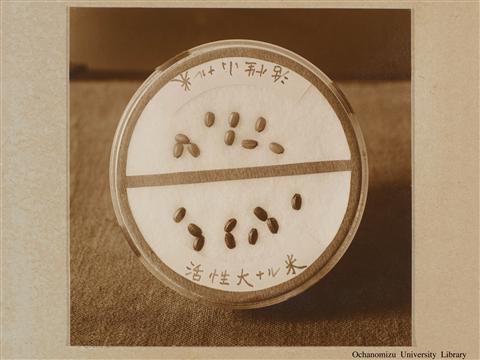 東京女子高等師範学校　生徒作業状況写真 「Nutrition 2」(2)