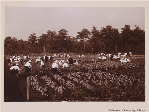 教室外の修錬 「附属高等女学校　郊外園の作業　蕎麦の収穫」