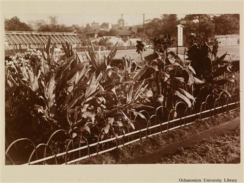 奮起の学校生活 「御下賜の草花」