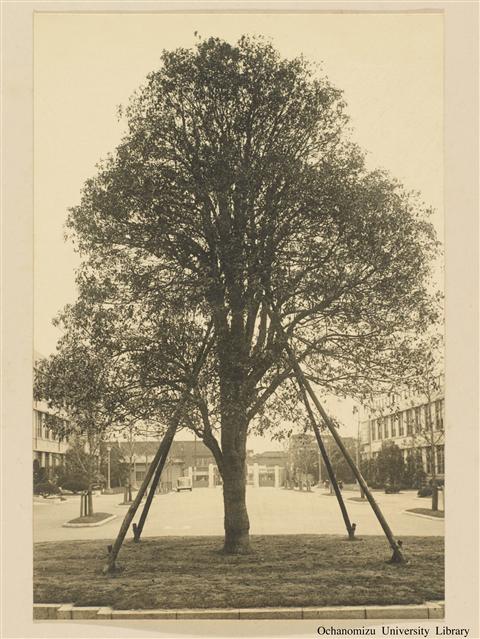 学校生活 金木犀